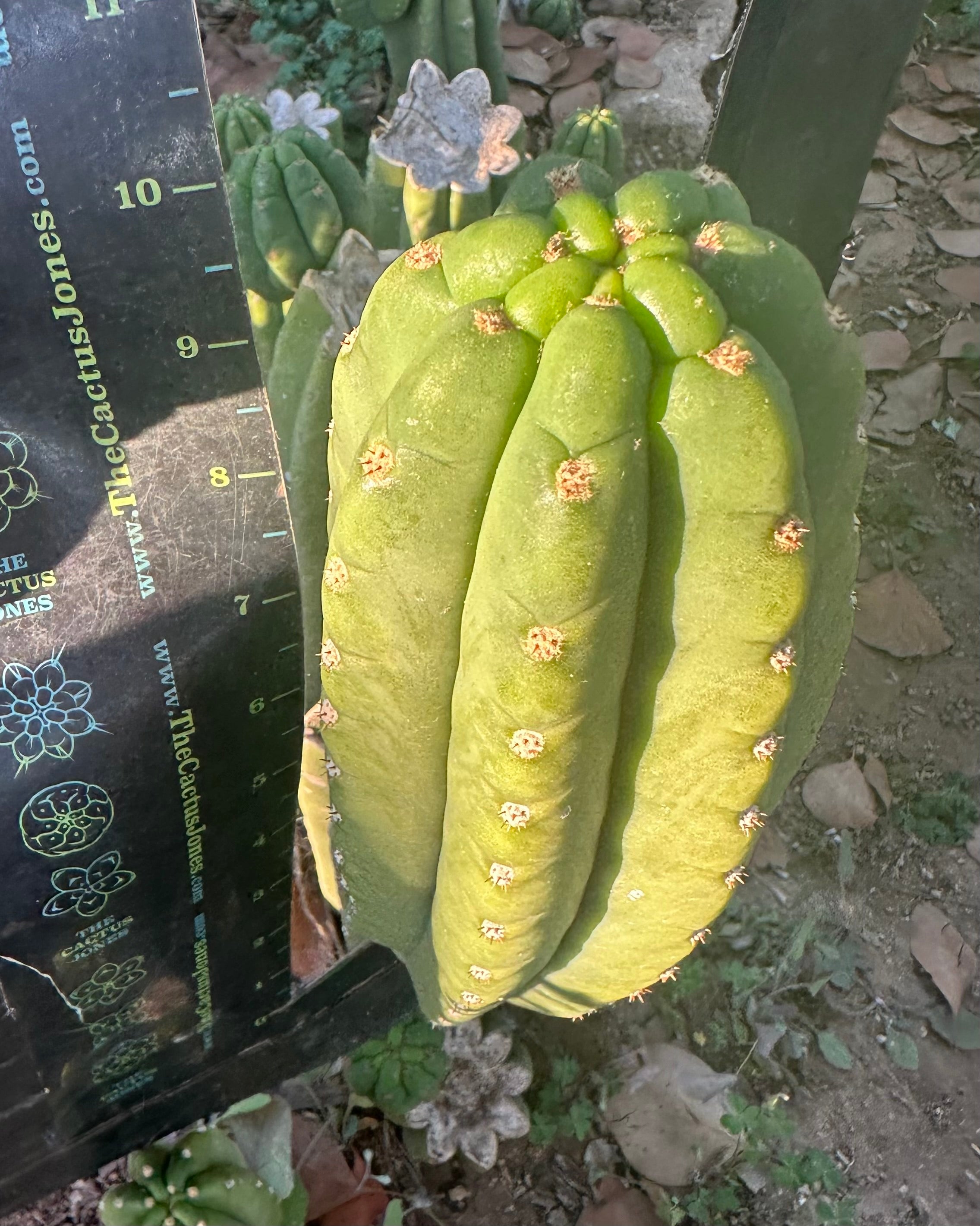 👑🌶️ The Field’s Pachanoi — Fat 10” Pup