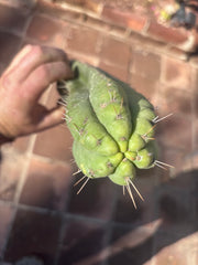 👑🌶️ Yowie — 10” Pup