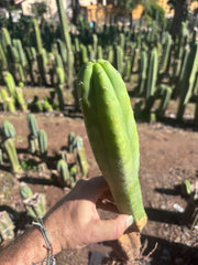 👑🌶️ Ecuadorian Pach — Rooted 15”