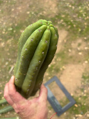 💎👑🌶️ Tom Juuls Giant  — XL 14” Tip