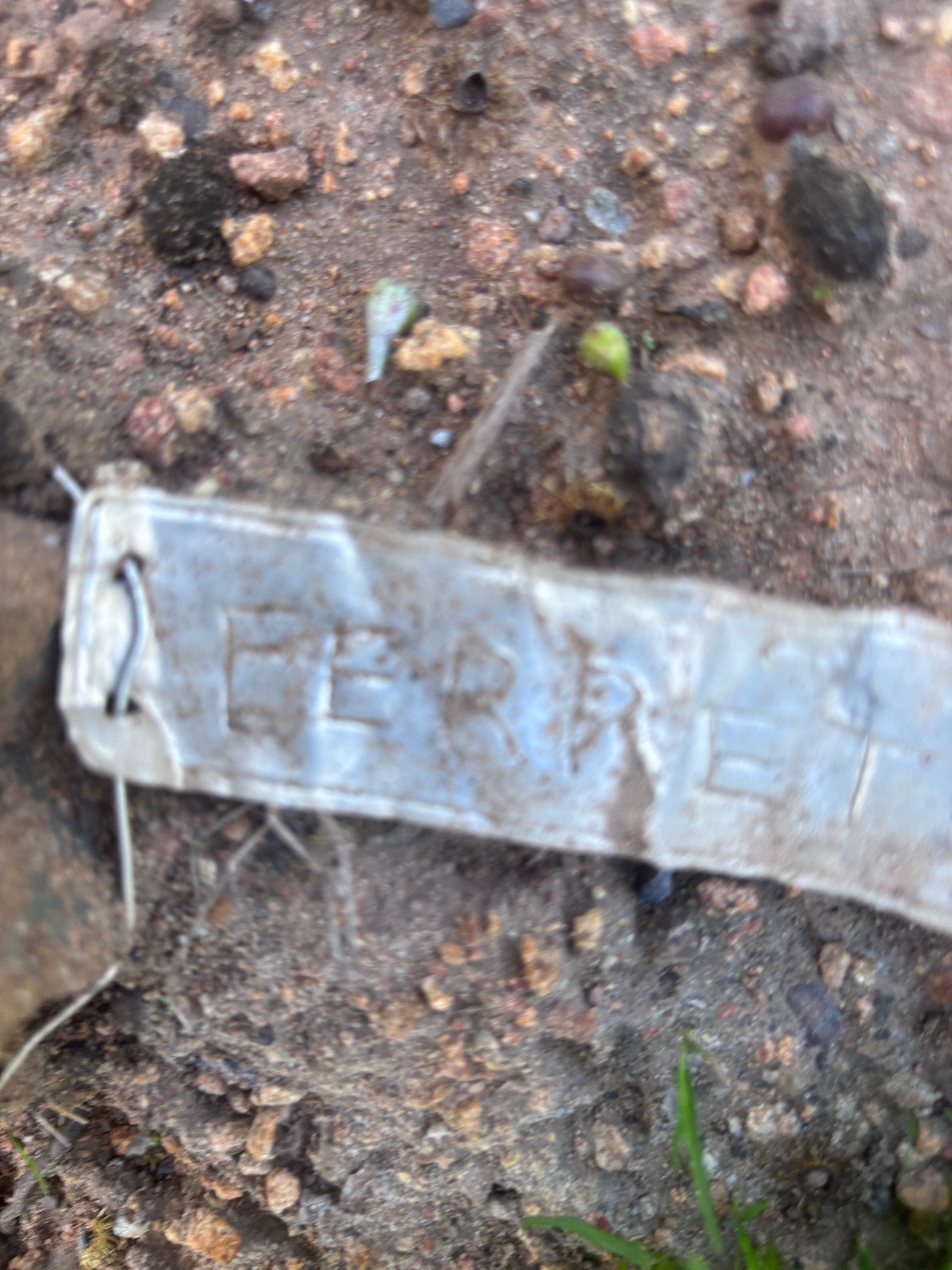 💎👑 Ferret — Another 9” Pup