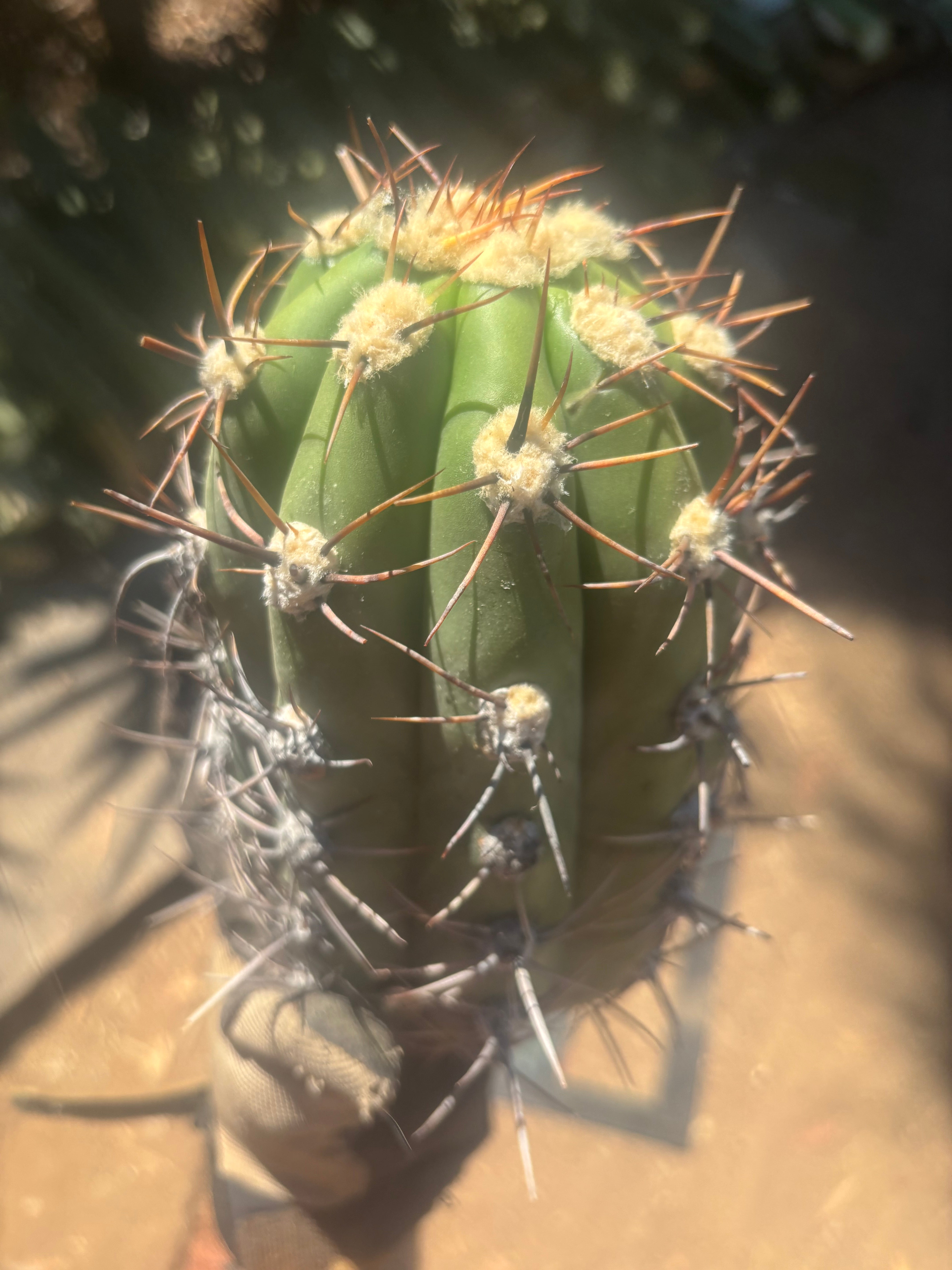 💎⚔️ Taquimbalensis — 8” Spike Melon