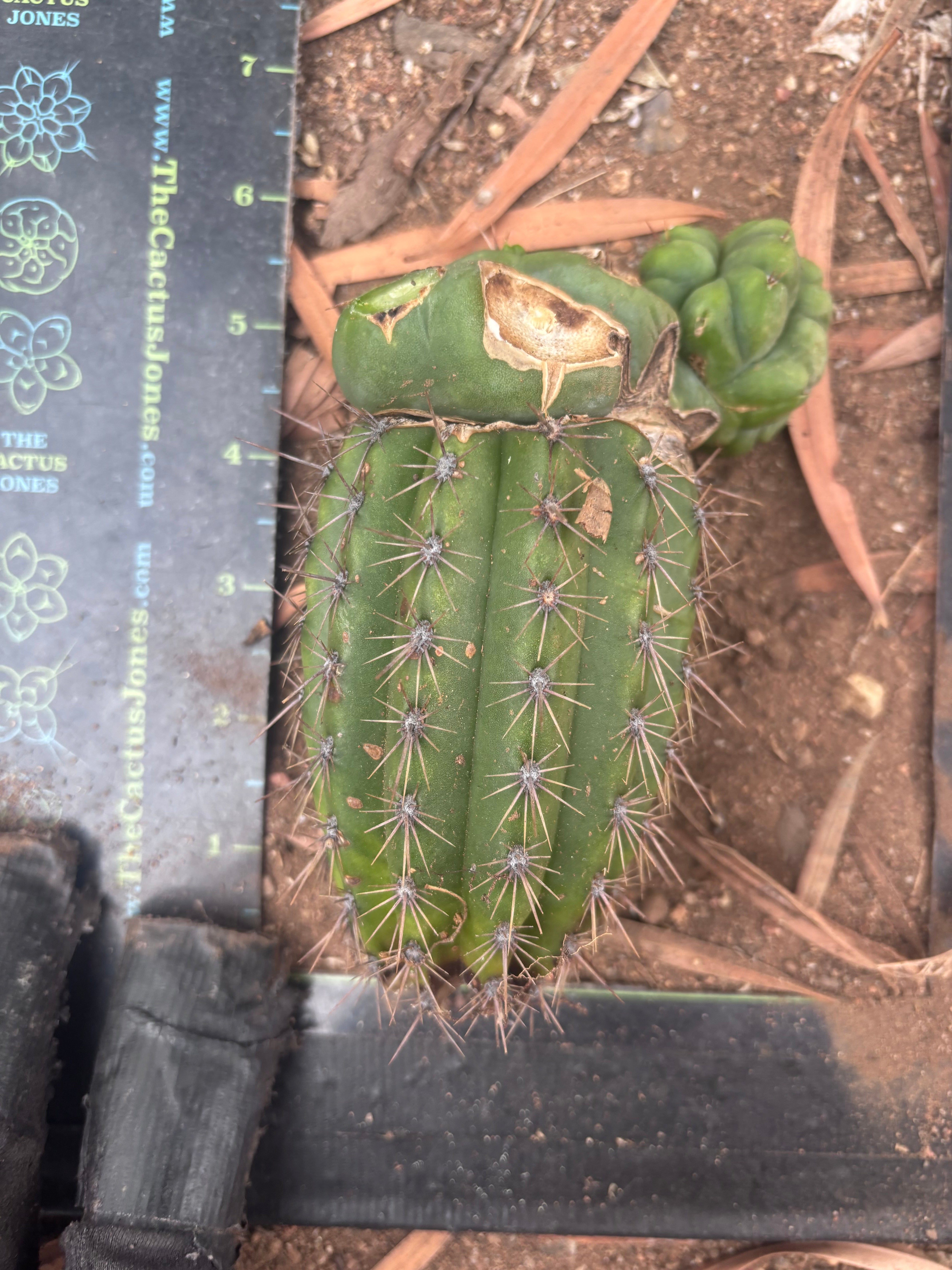 💎👑💎 Havran — Pupping Graft Grenade