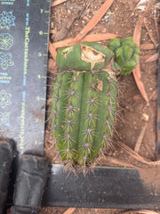 💎👑💎 Havran — Pupping Graft Grenade