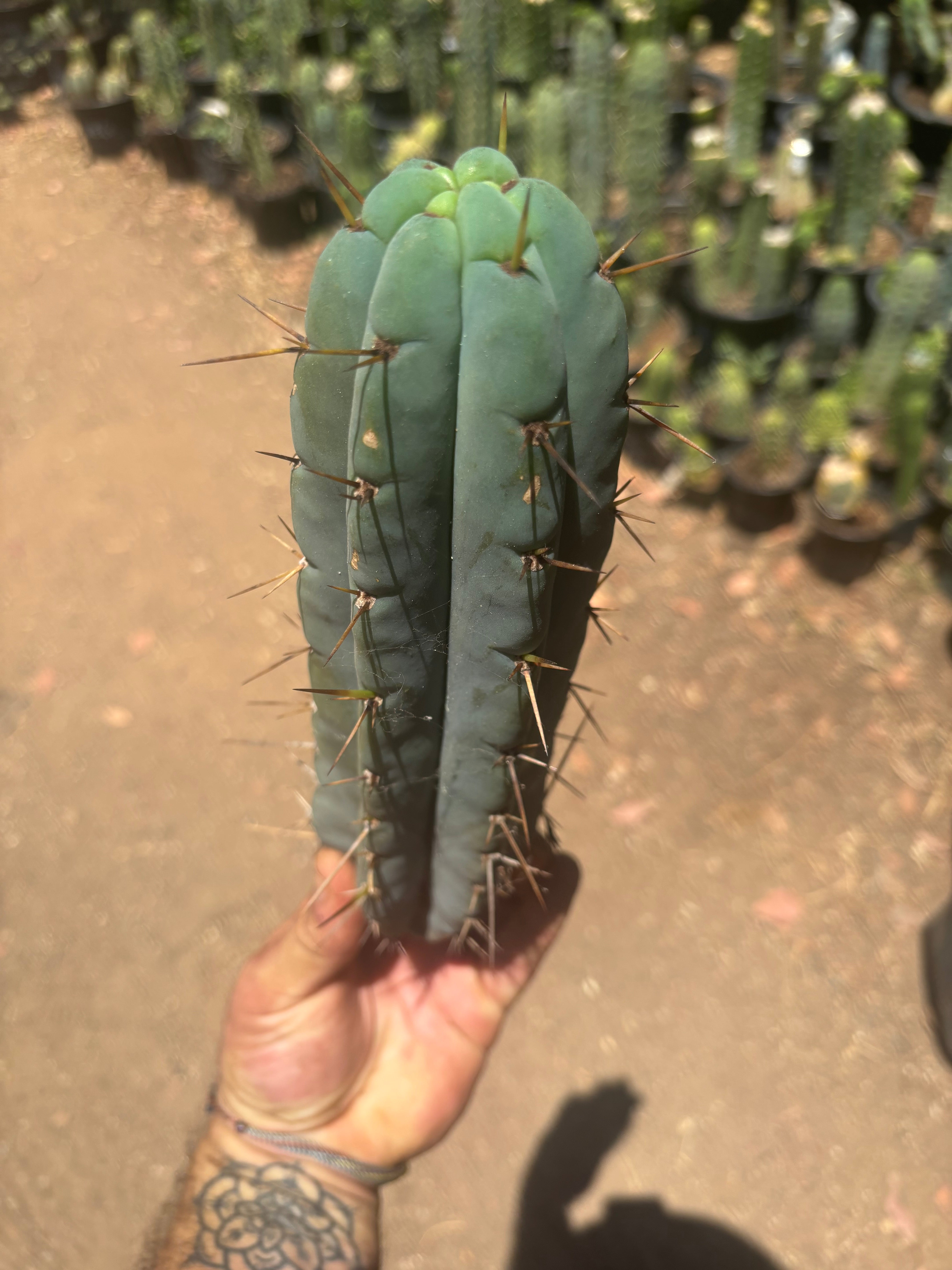 👑🌶️🌶️ Pala — Chonky 11” Pup