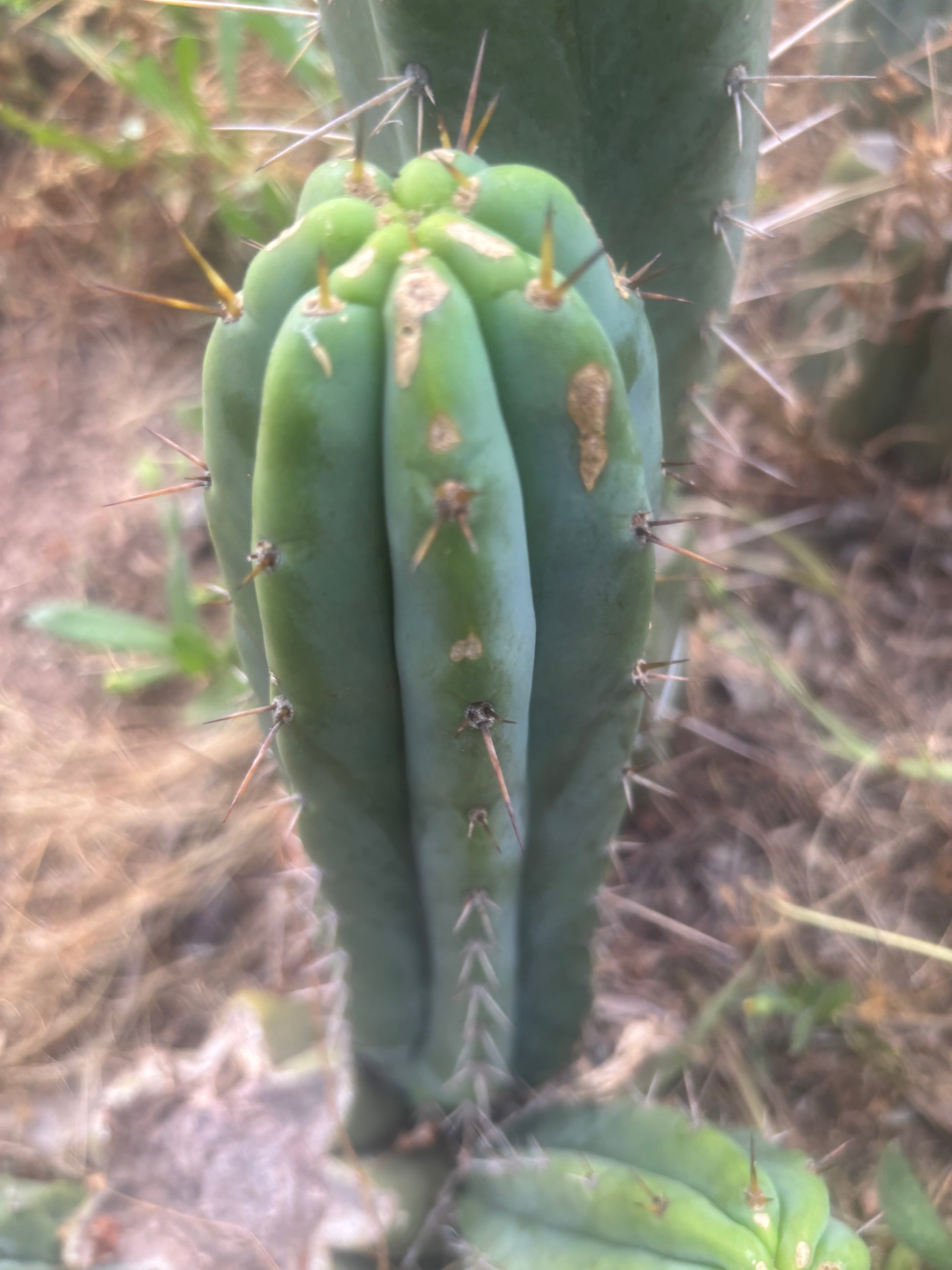 🌶️🌶️⚠️ E.R. — 12” Pup