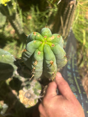 👑🌶️🌶️ Austy’s Bomb — 7” Tip