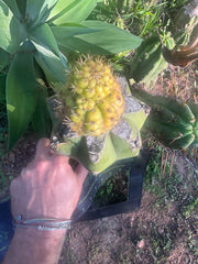 👑💎 Hulk’s Balls — Pupping Graft