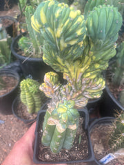 💎🔰 Crested & Variegated Myrtillocactus — Tip Graft