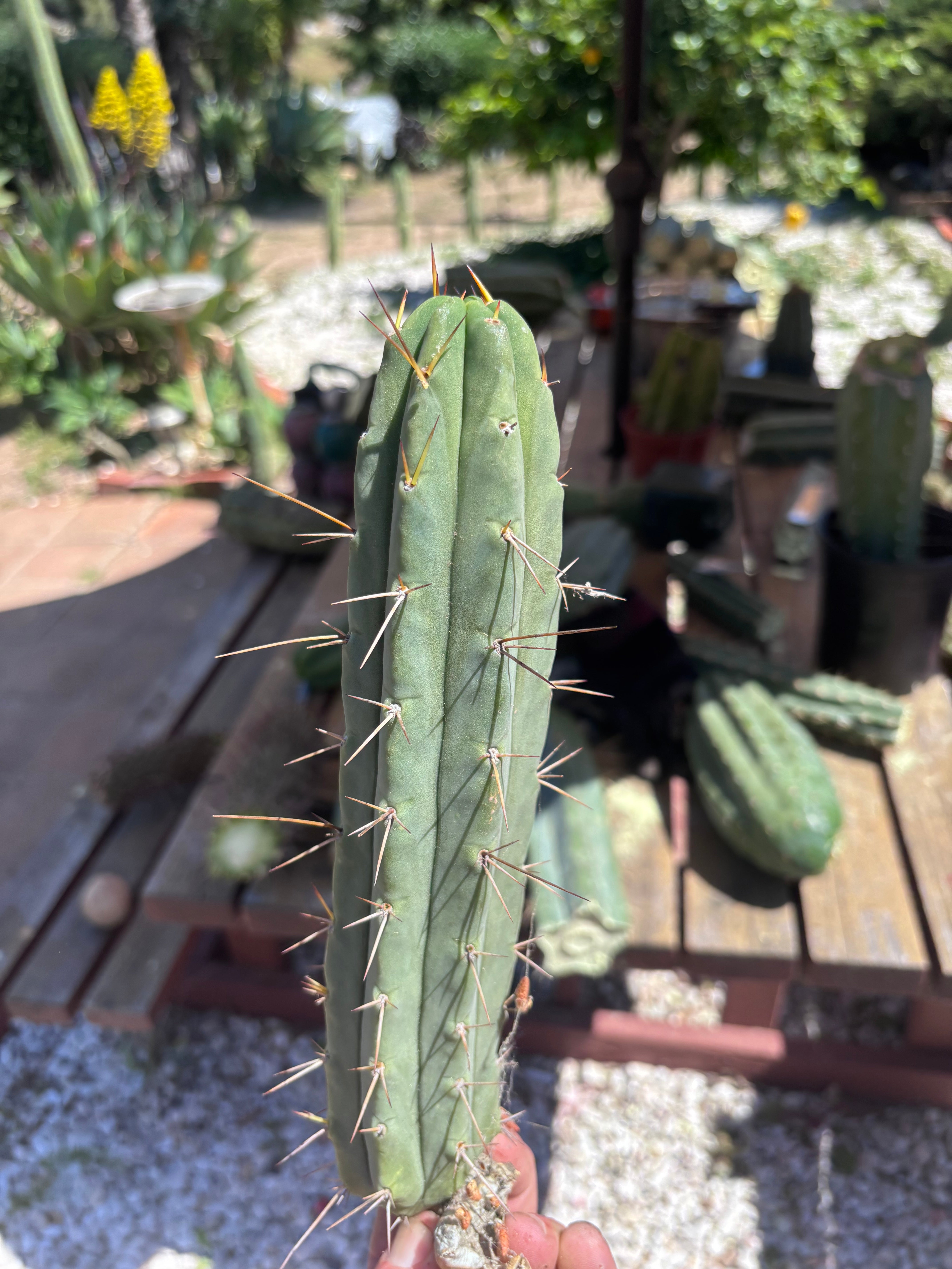 👑🌶️🌶️ Dulzura — 10” Pup