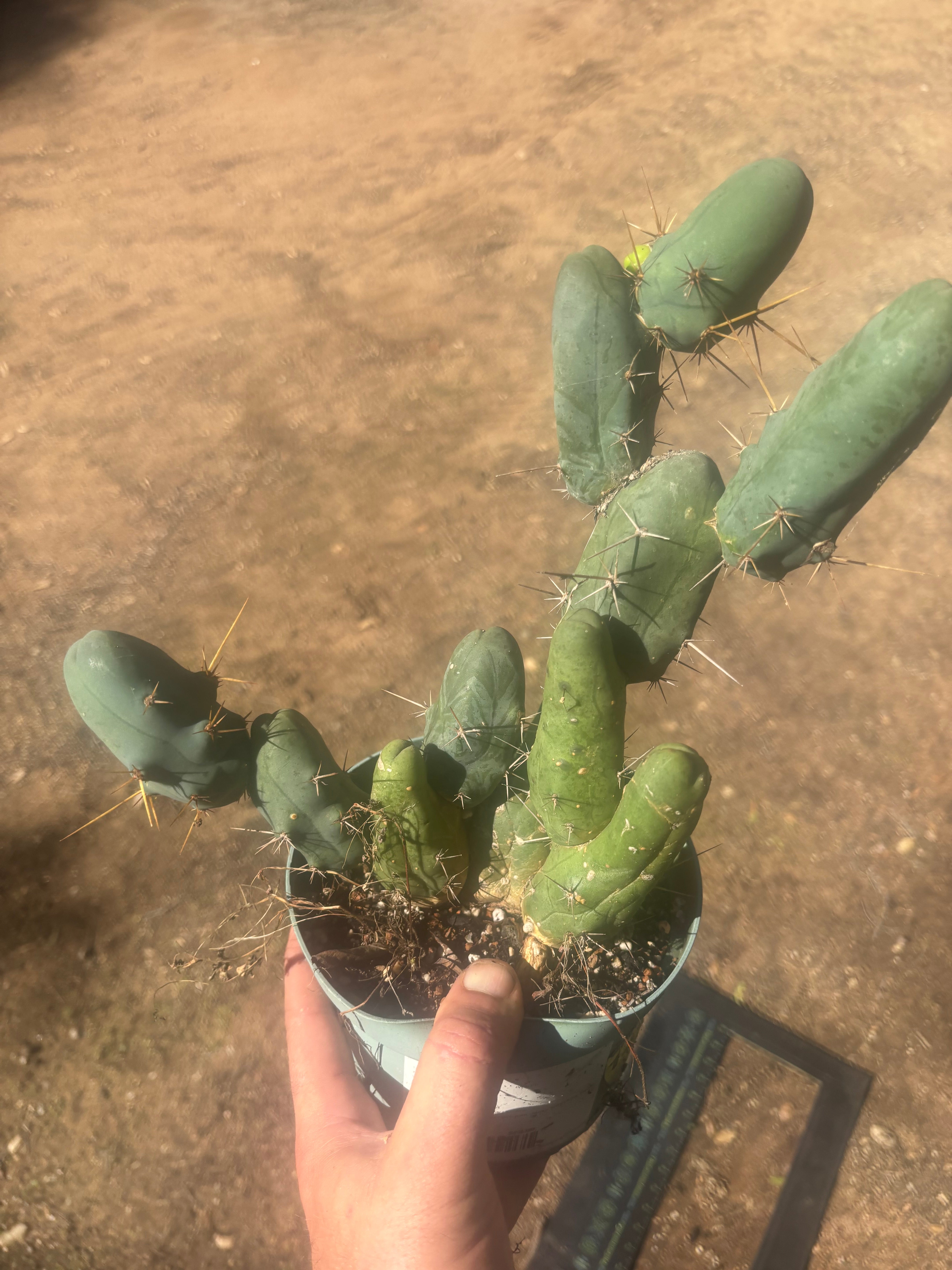 👑🌶️🌶️  TBM Clone B — Fully Rooted, 12 Segments