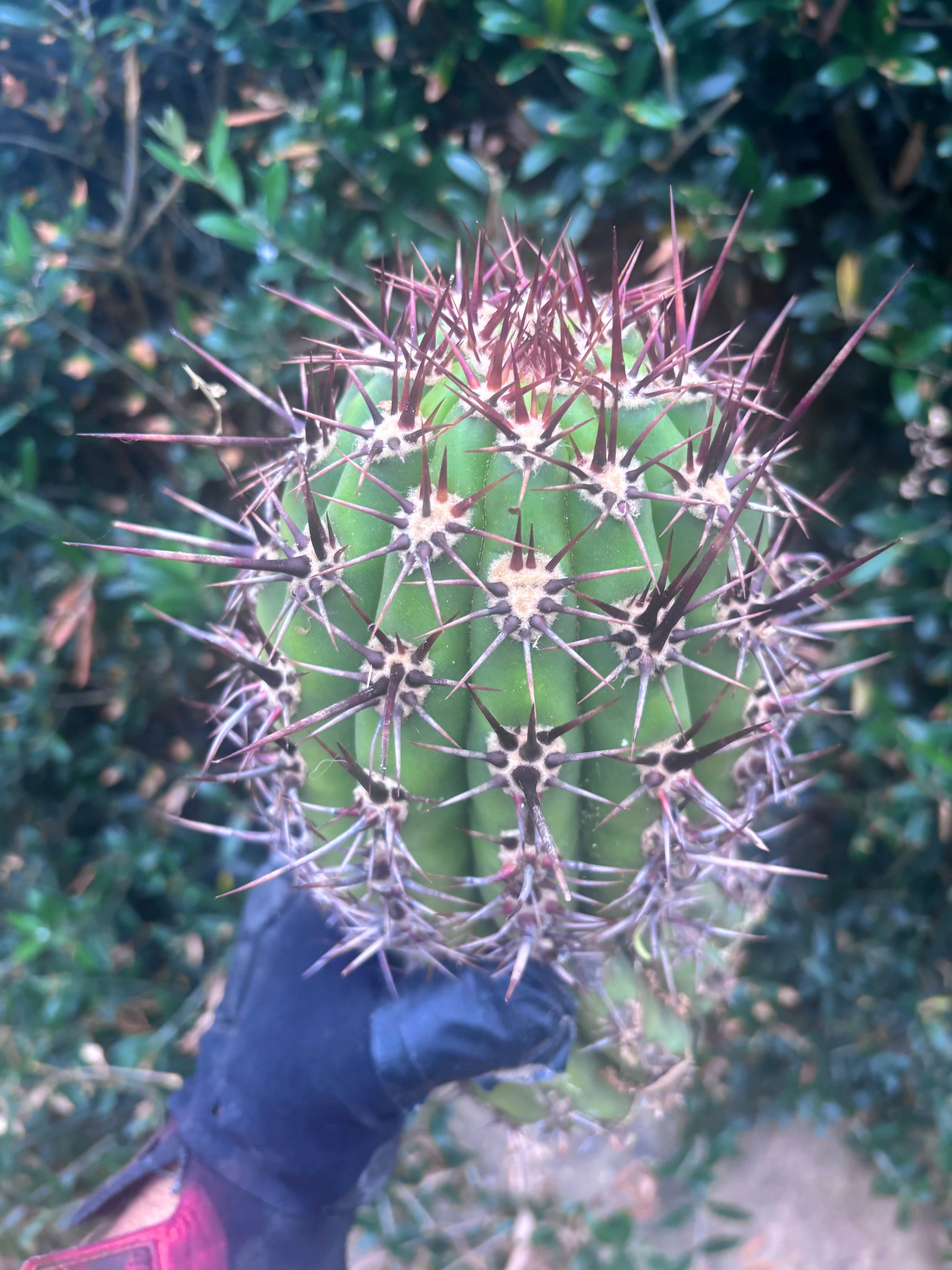 💎 Tacaquirensis — FAT 12” Tip