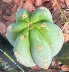 👑🌶️ Tom Juuls Giant — 10” Tip