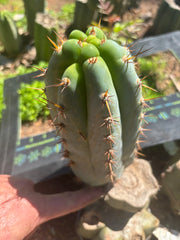 💎👑  Bart! — Chubby 8” Pup