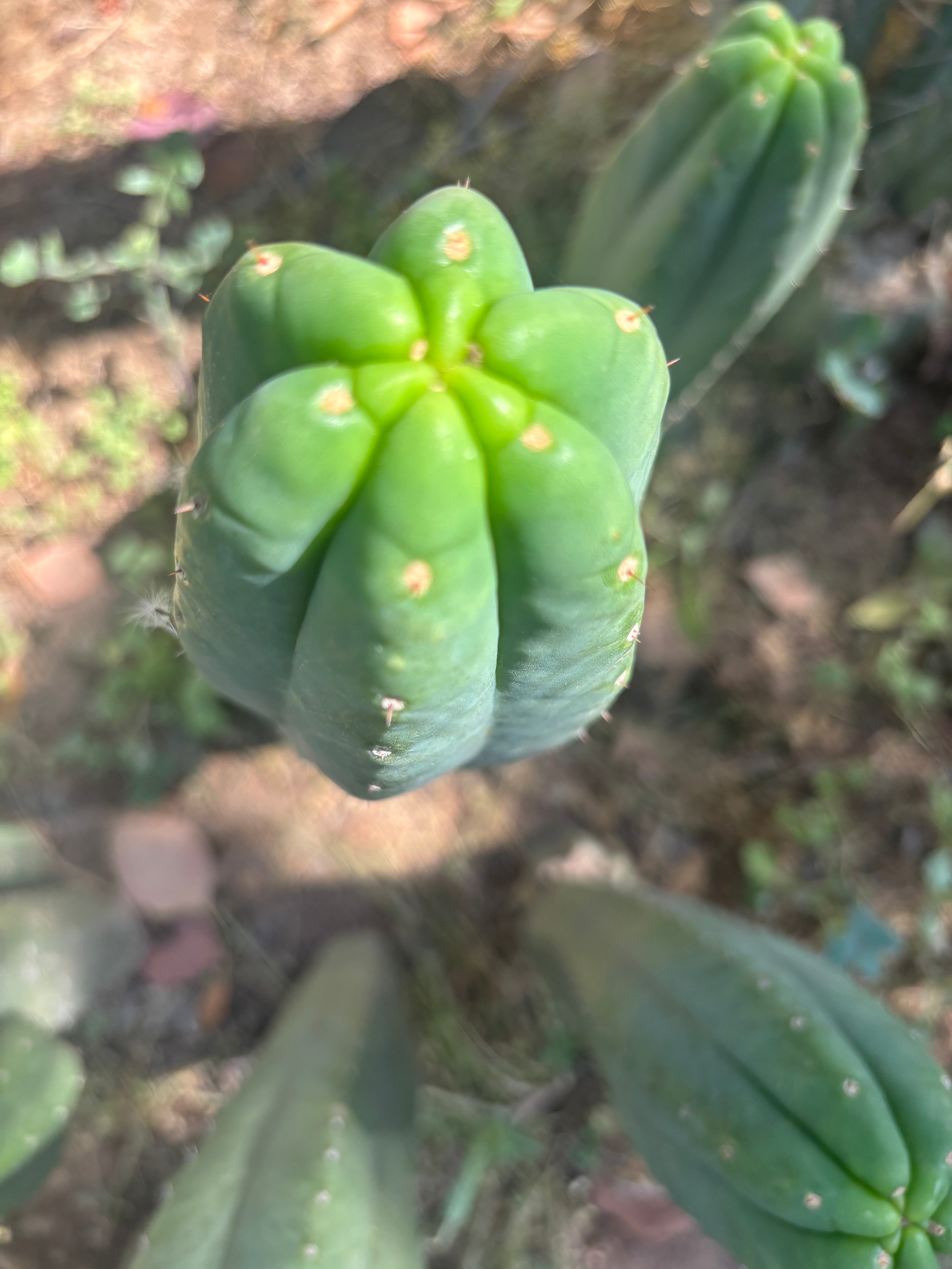👑🌶️ Genesis — 10” Tip