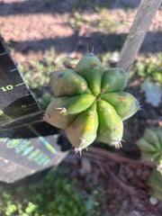 👑🌶️🌶️ Landfill — Chonky 9” Pup