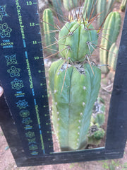 👑💎🌶️  CSD — Beefy Tip Graft