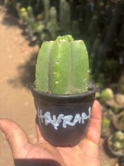 💎👑💎 Havran — Pup Graft on Rooted Pierre