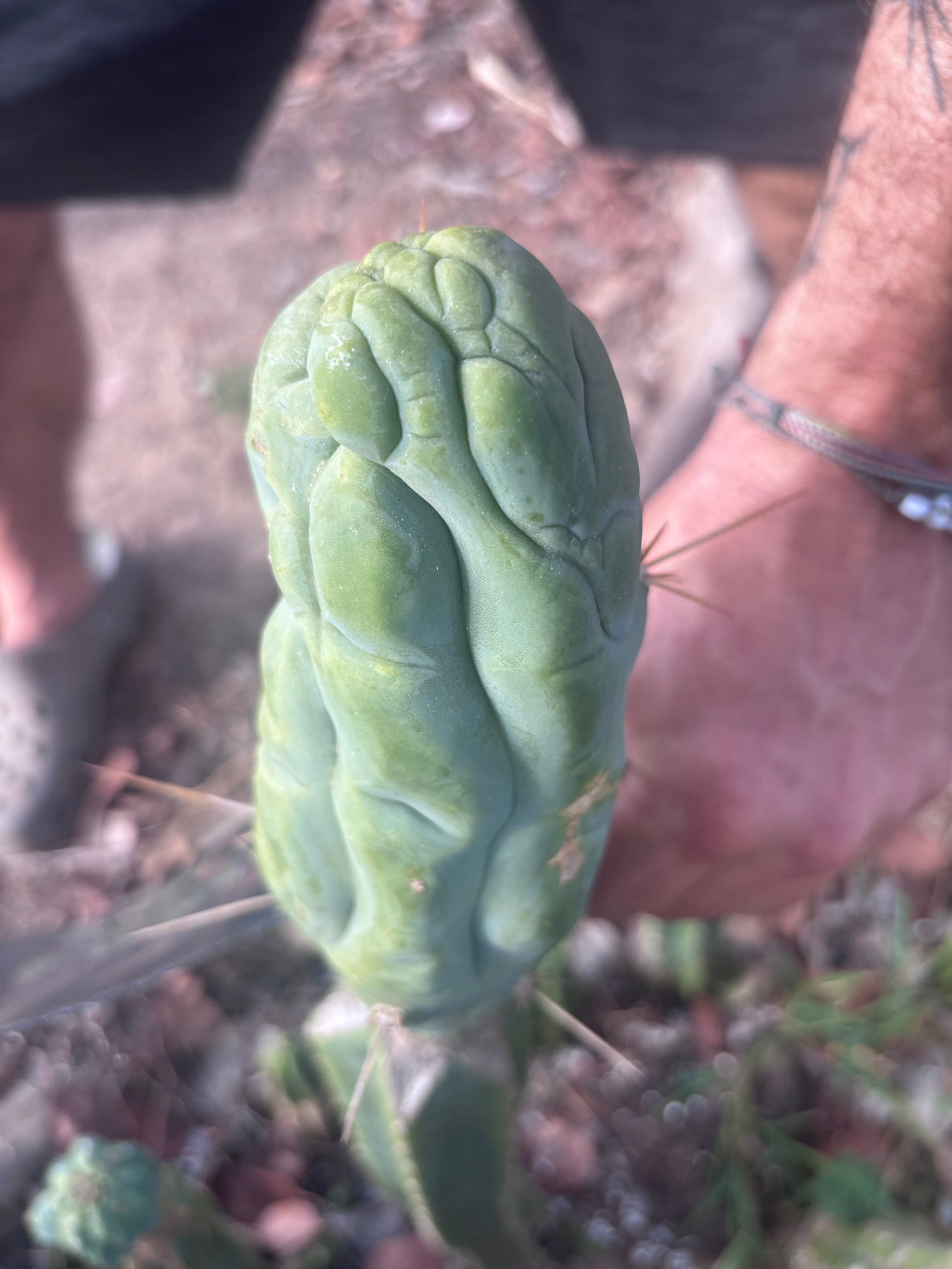 💎👑 Bruce’s Dragon — Chonky 7” Tip