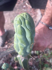 💎👑 Bruce’s Dragon — Chonky 7” Tip