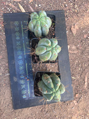 👑🌶️  Jiimz Strong Spine — Rooted Tips (Restocked)