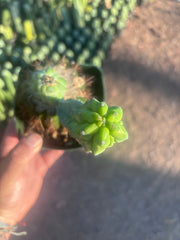 👑💎 Grecas — Rooted Butt Graft with Pup