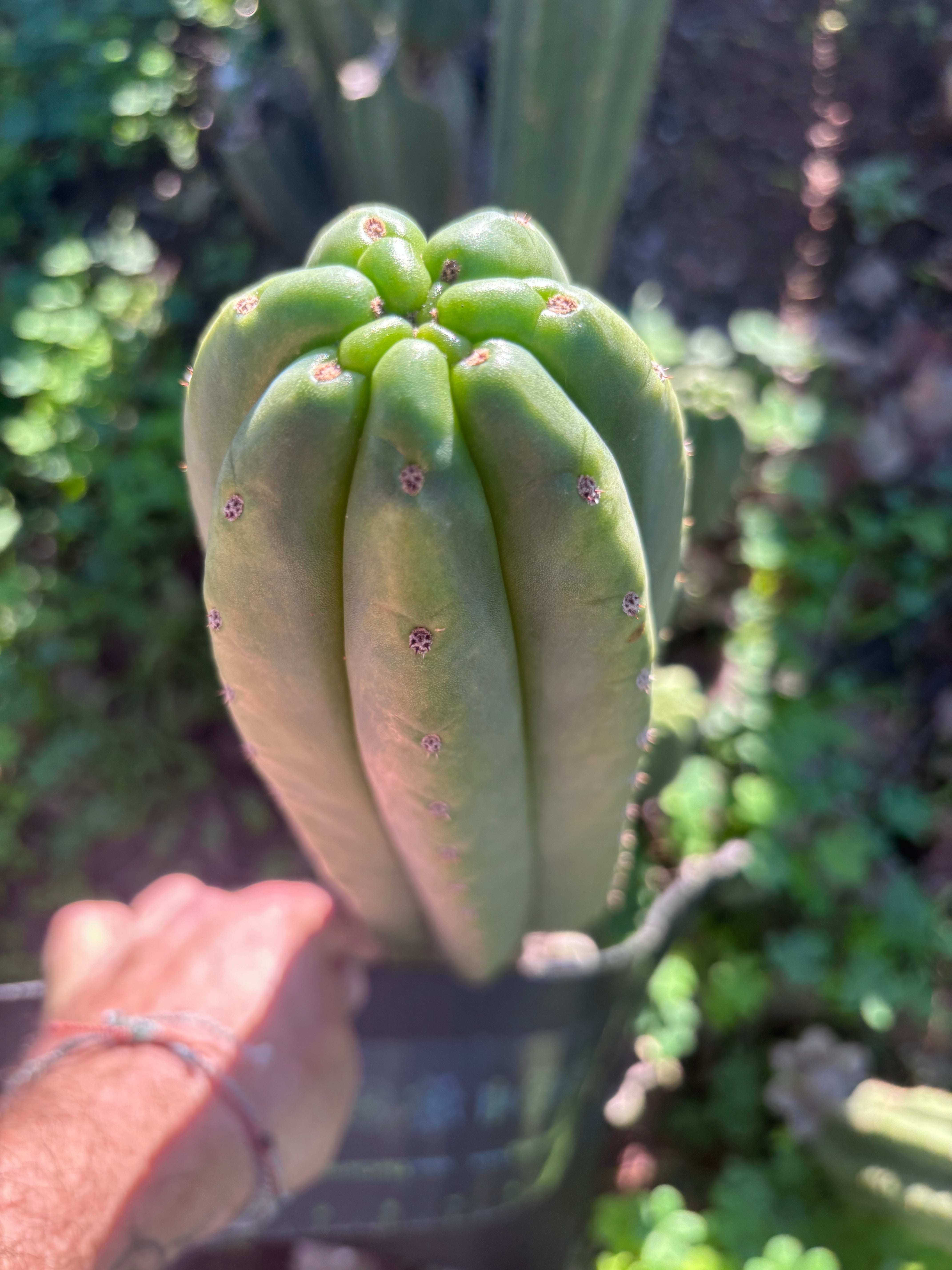 👑🌶️ The Field’s Pachanoi — Chonky 12” Tip