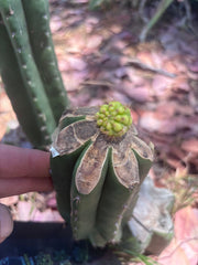 👑💎 Hulk’s Balls Graft