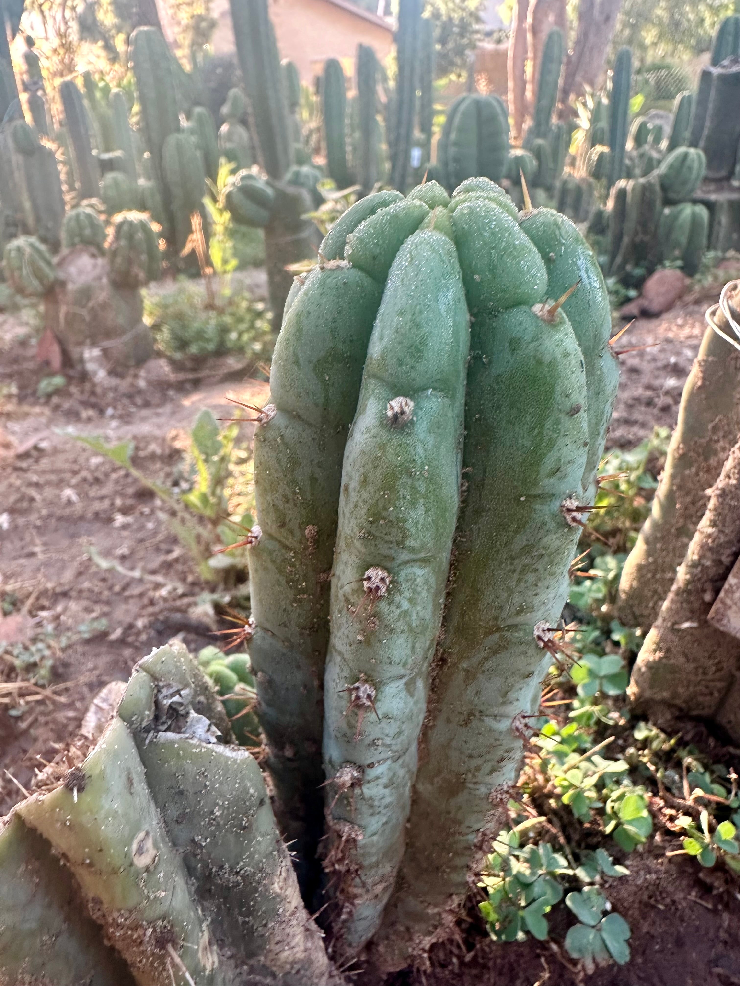 💎👑🌶️🌶️ Another Austy’s Bomb (TNT) — 8” Pup