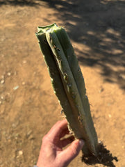 👑🌶️ BBB — Fully Rooted 14” Stump