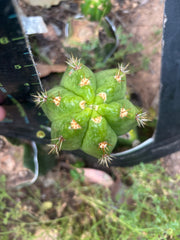 💎👑💎🌶️ CareBear — 5” Grenade