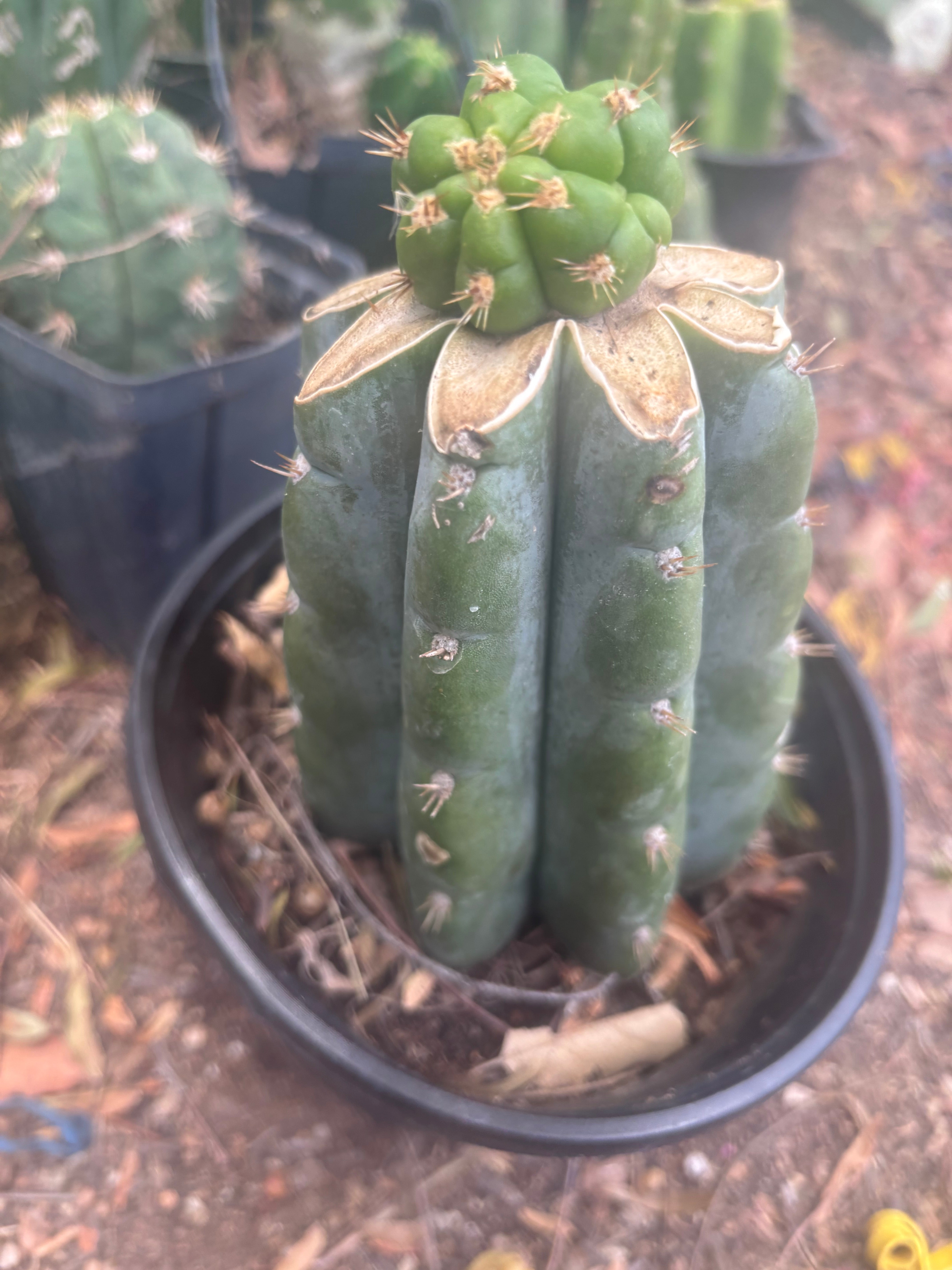 💎👑💎🌶️ CareBear — One More Graft on Rooted Shine01