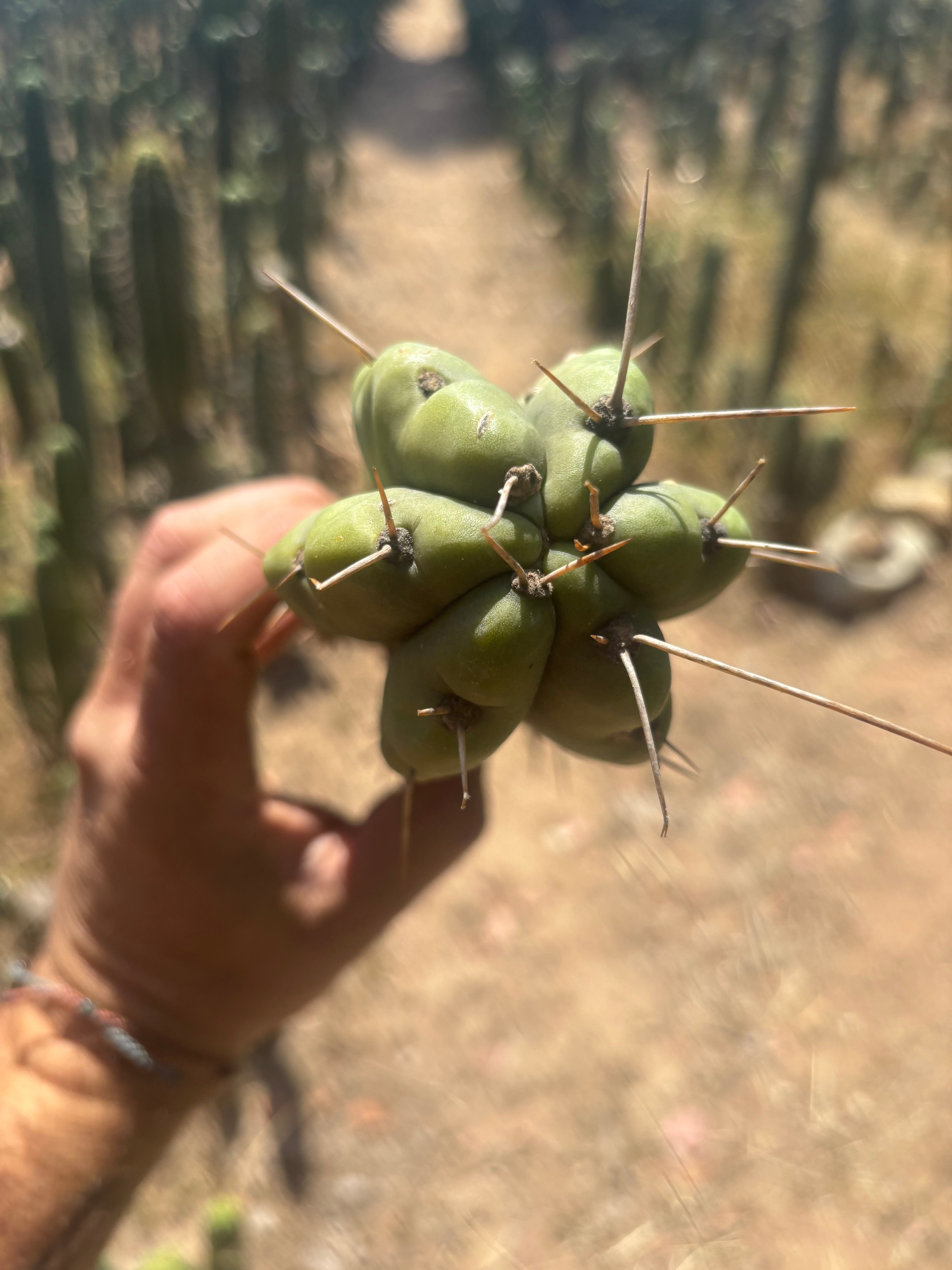 💎💎🌶️🌶️ NOM — 9” Tip, Throwing Roots