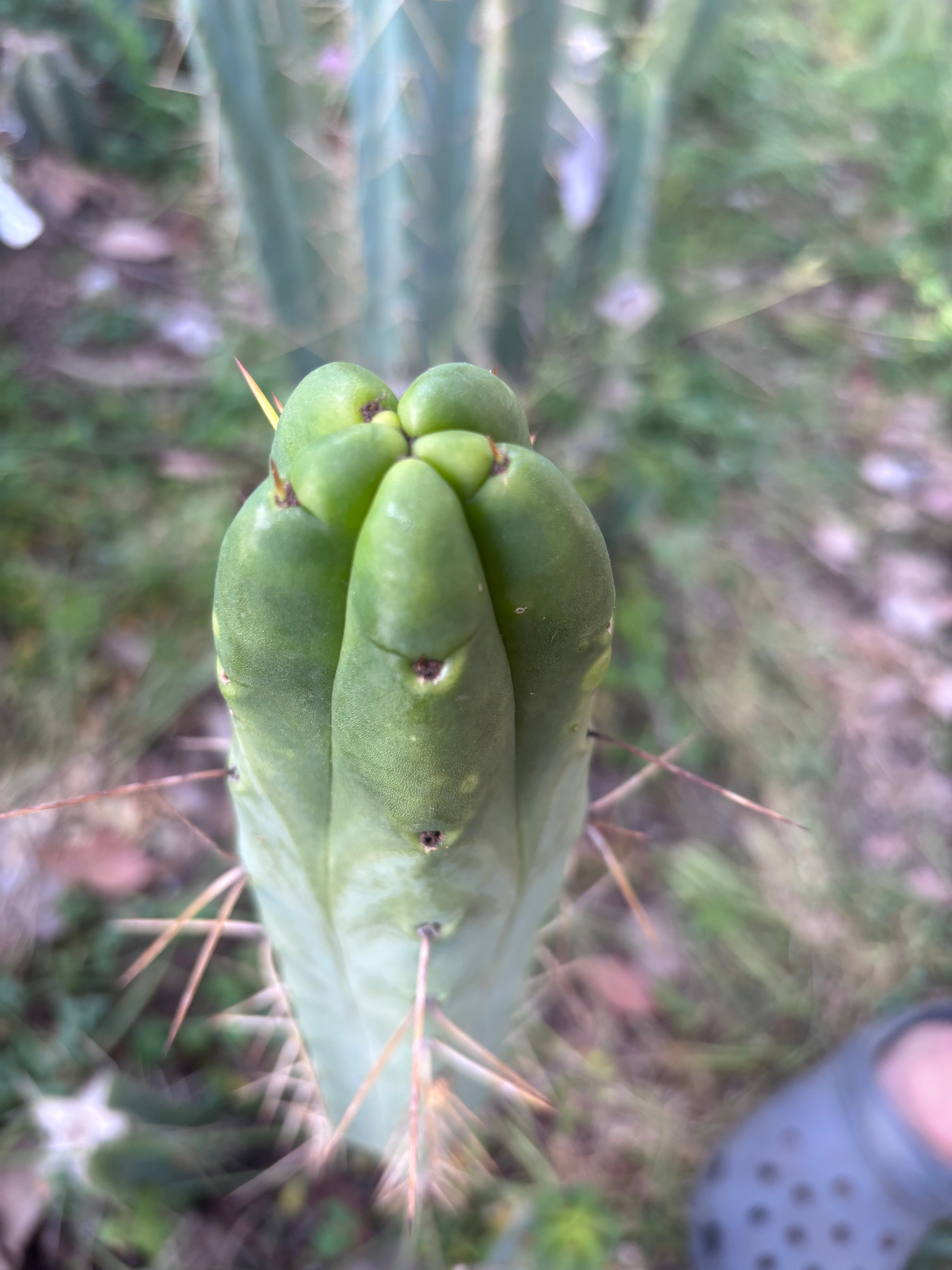 👑🌶️ BBB — XL 14” Tip