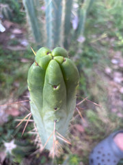 👑🌶️ BBB — XL 14” Tip