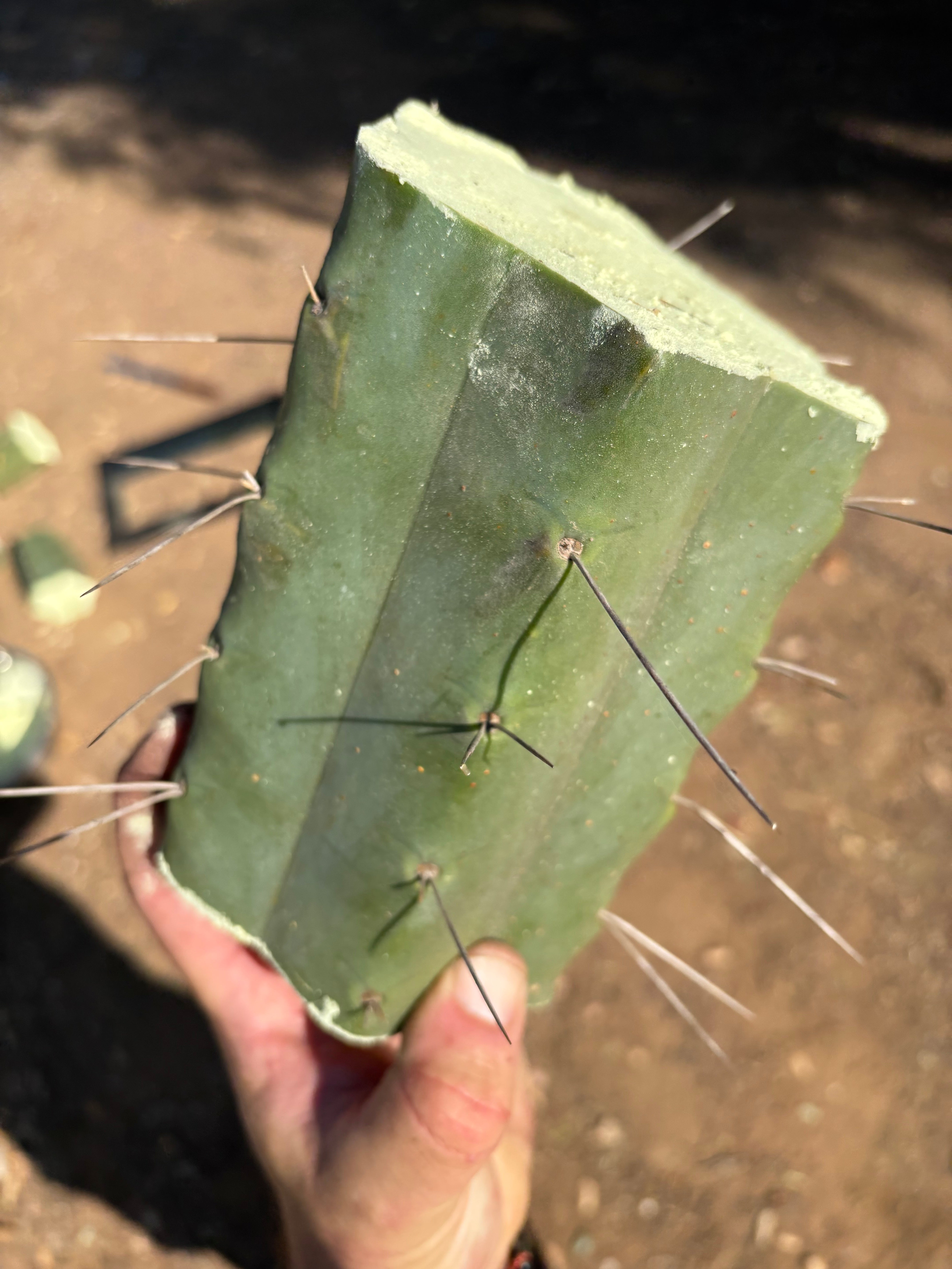 👑🌶️🌶️ Eileen — 7” Mega Mids