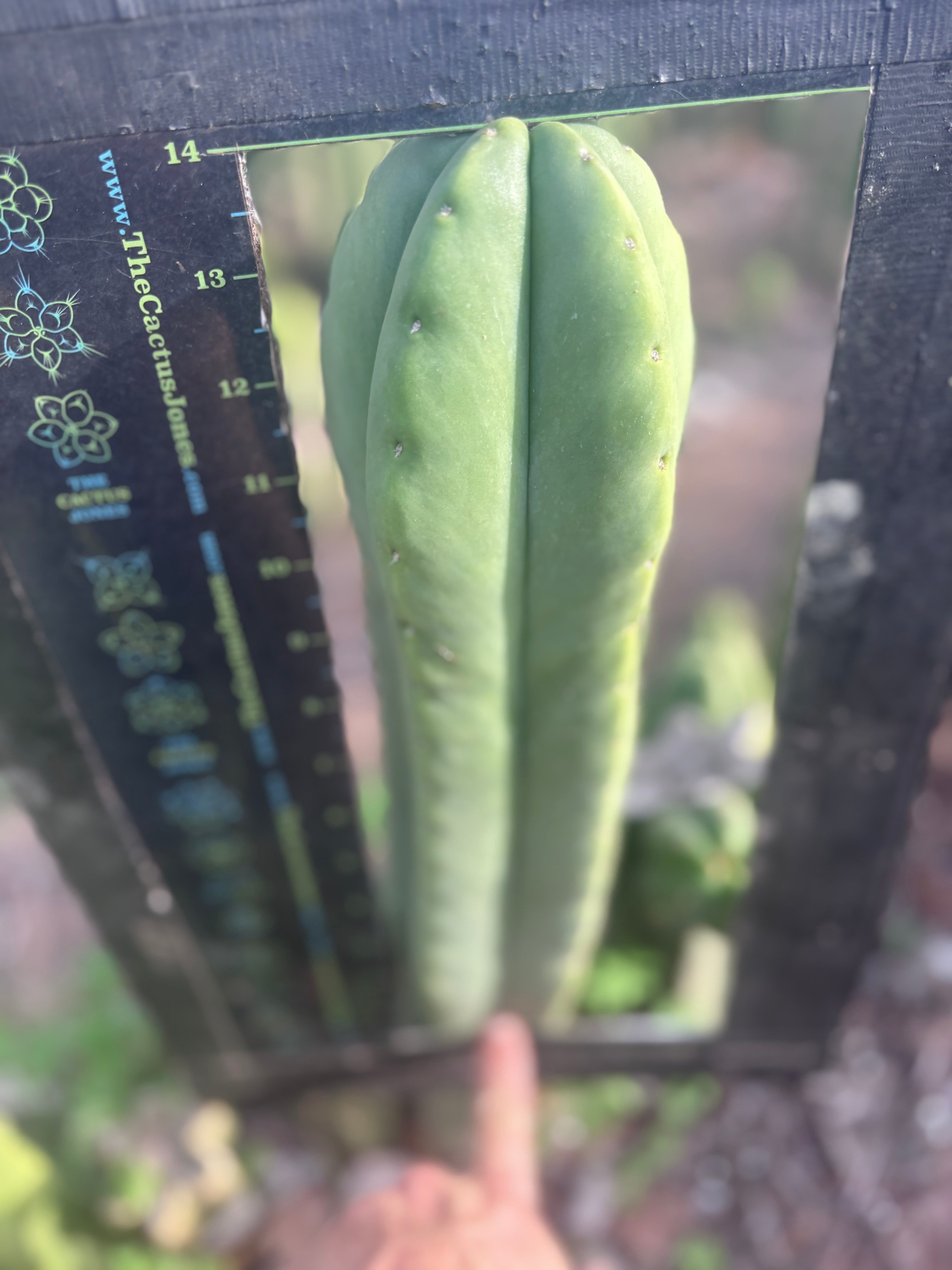 👑💎 Aussie Scop — XL 14” Tip