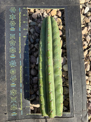 💎👑🌶️ Pierre — 13” Tip