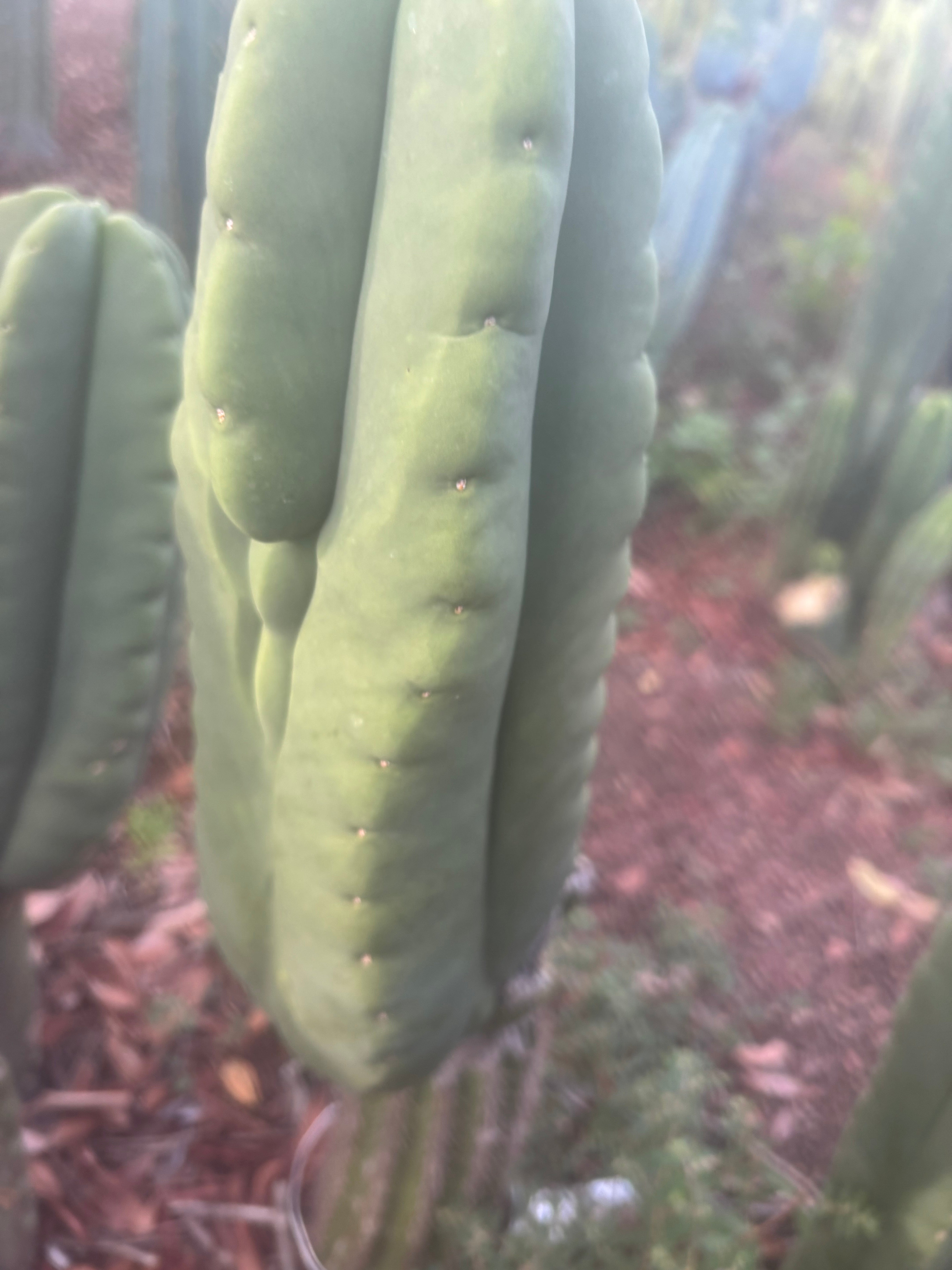 💎👑🌶️ Ferah — Chonky 8.5” Tip