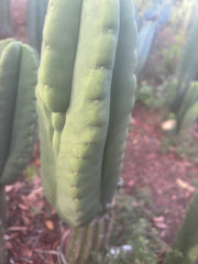 💎👑🌶️ Ferah — Chonky 8.5” Tip