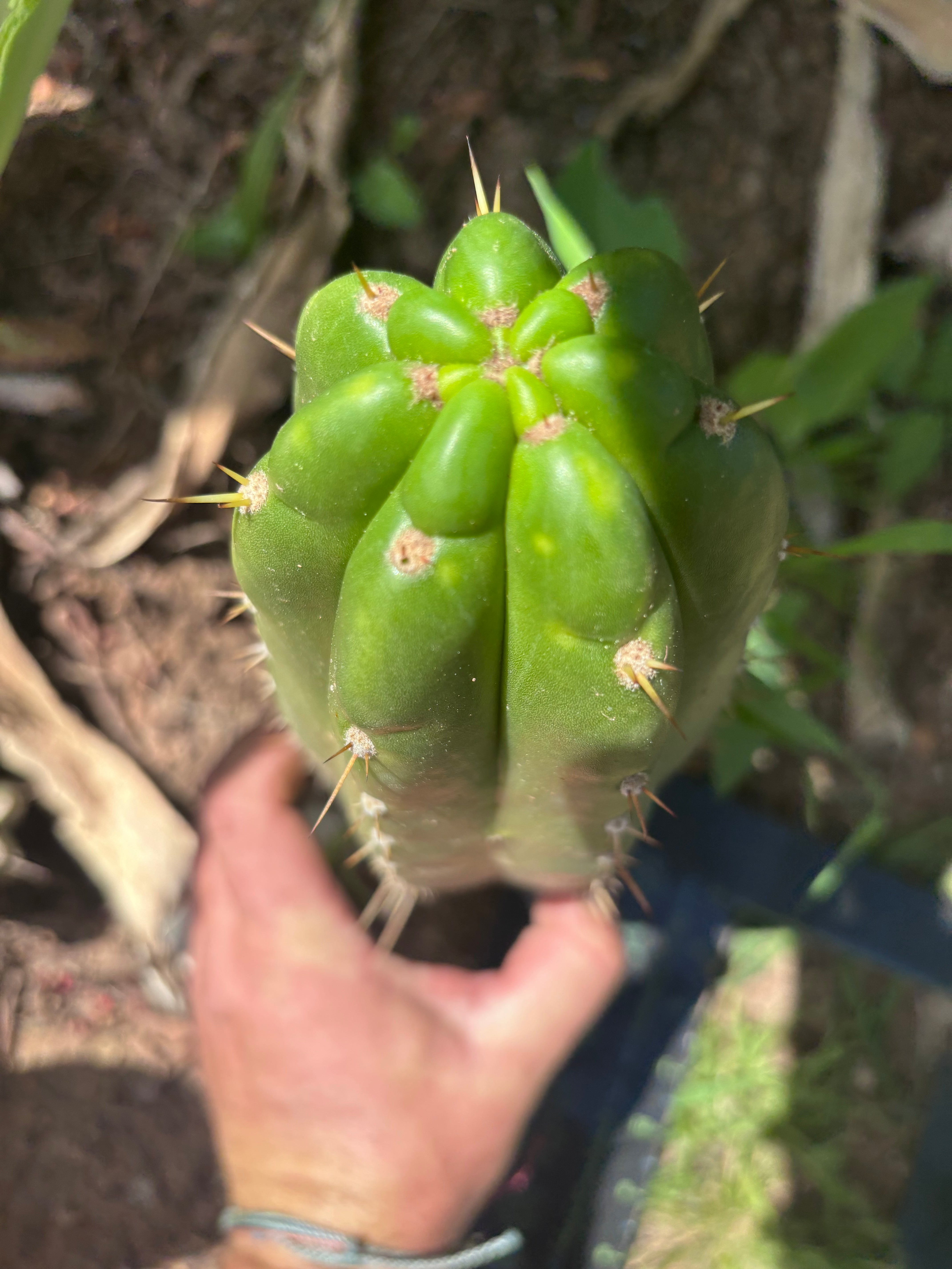 👑🌶️ Maranonensis — Thick 10” Pup