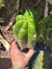 👑🌶️ Maranonensis — Thick 10” Pup