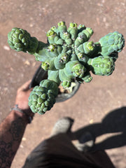💎👑💎 Glorp — XL Rooted Pupsplosion Graft