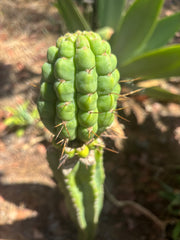 💎👑💎 Havran — Large Established Graft on PC