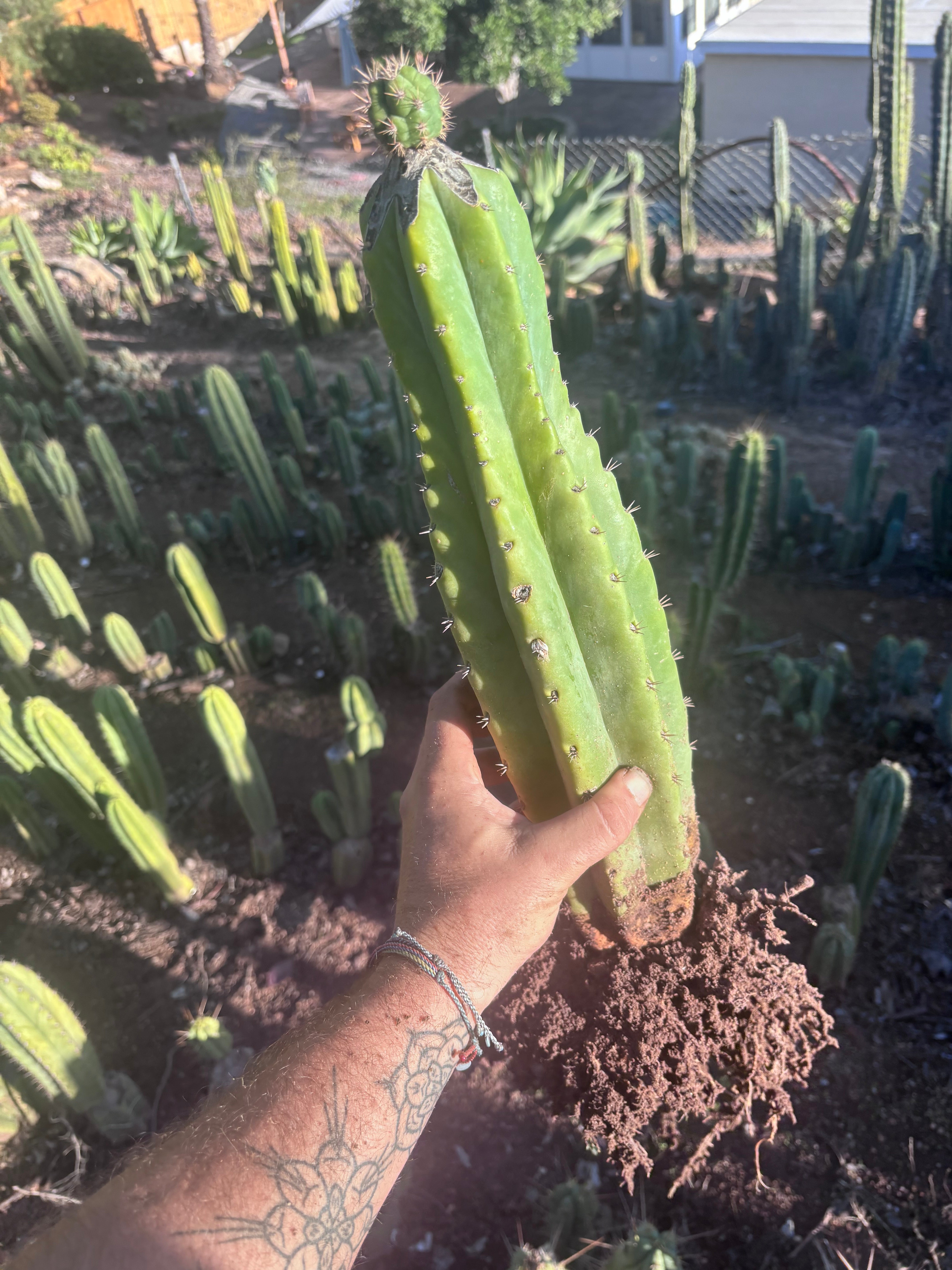 💎👑💎🌶️ CareBear — XL Rooted Graft