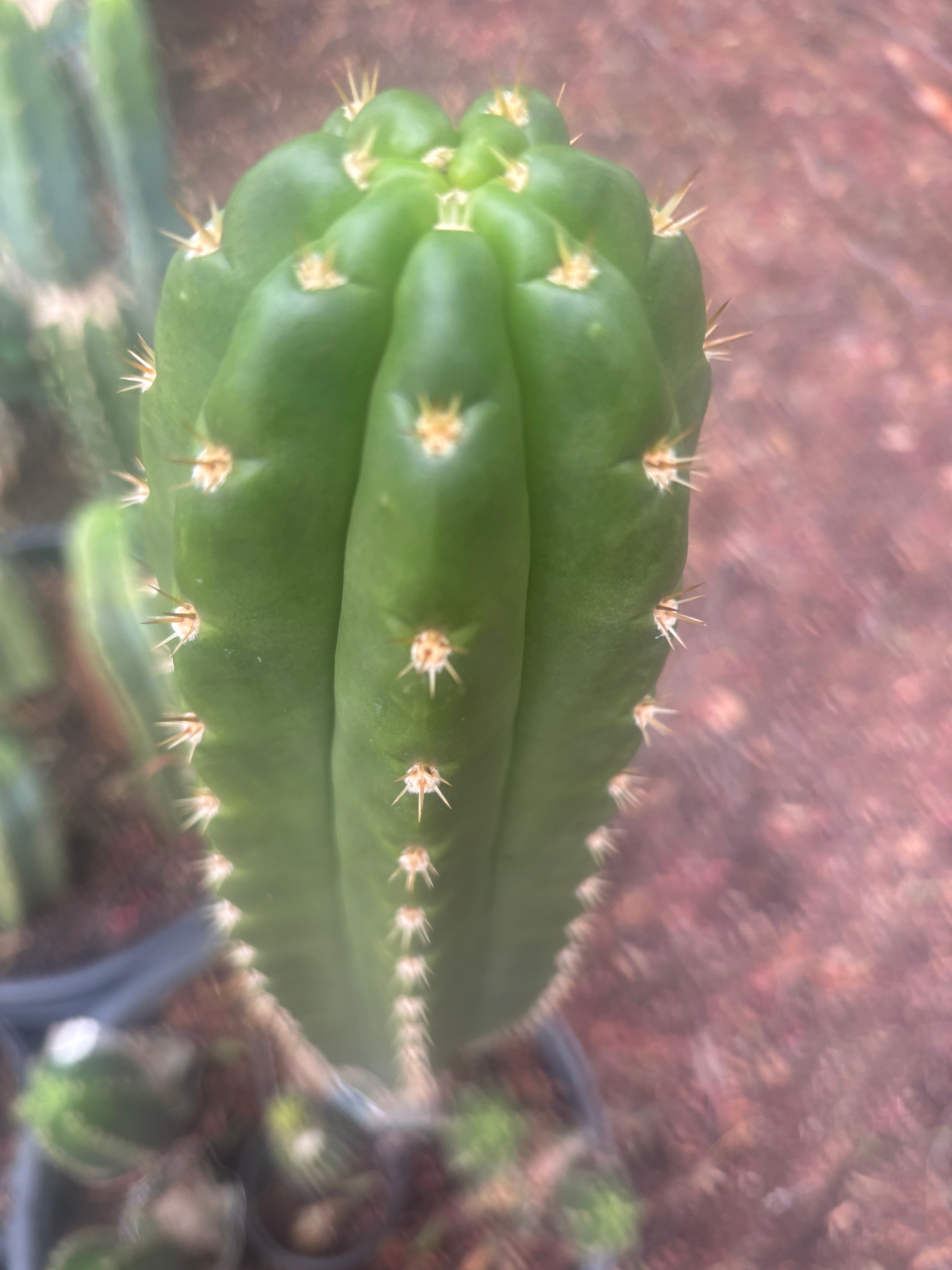 💎👑🌶️ CareBear — 6” Tip