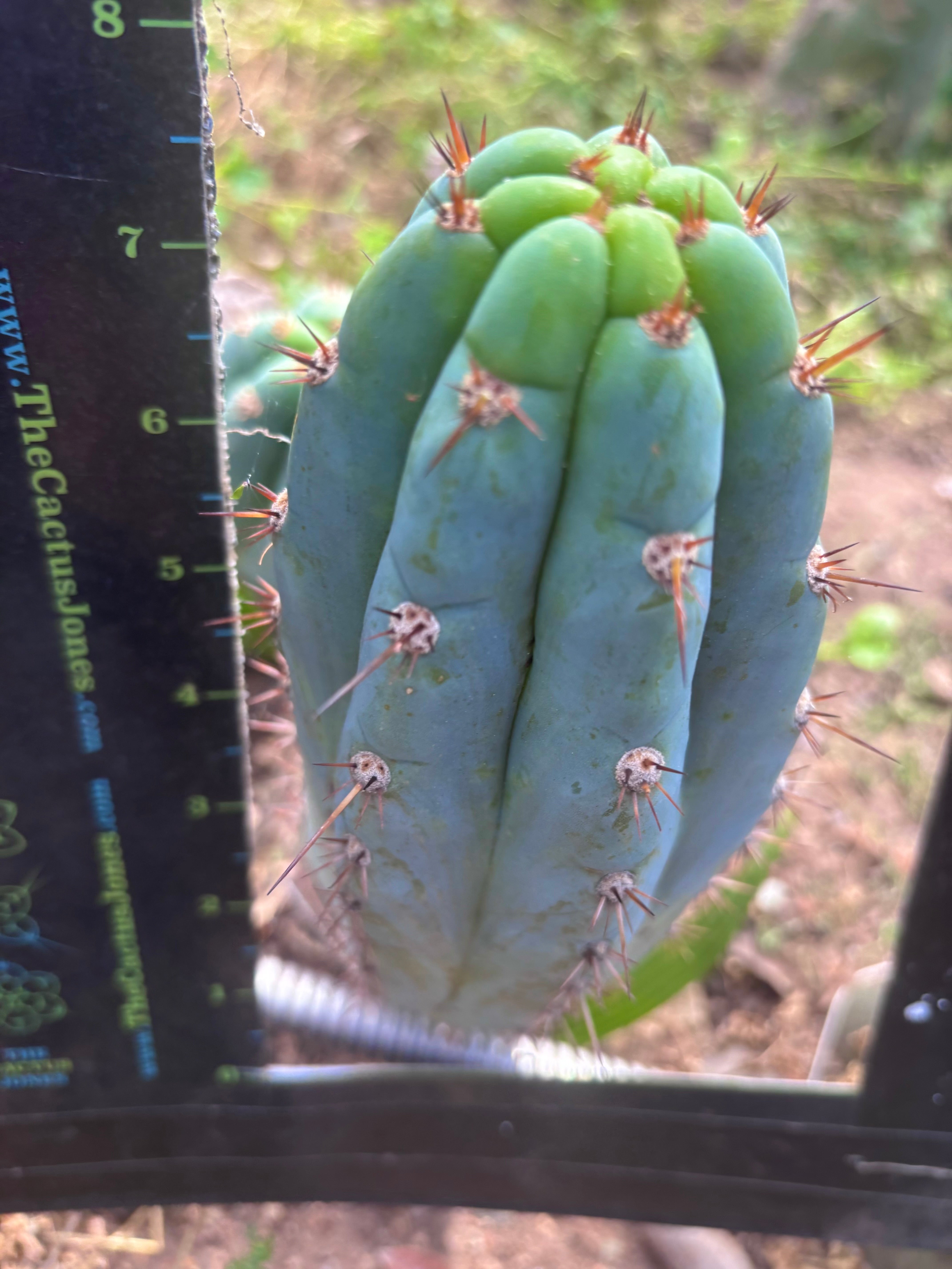 💎👑  Bart (Monassa Blue) — 8” Pup