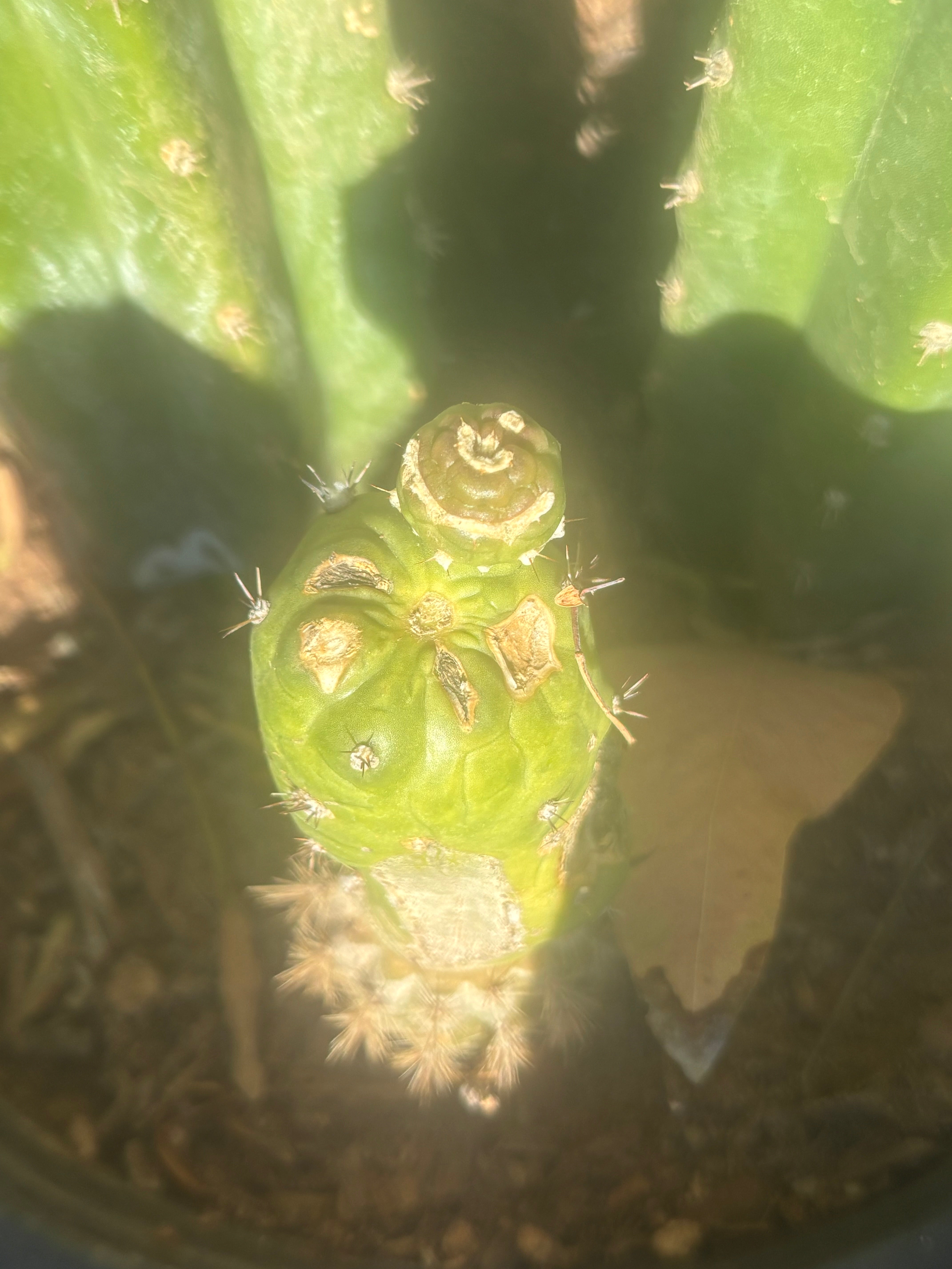 💎👑💎 SCB  — Pup Graft on Rooted Pierre