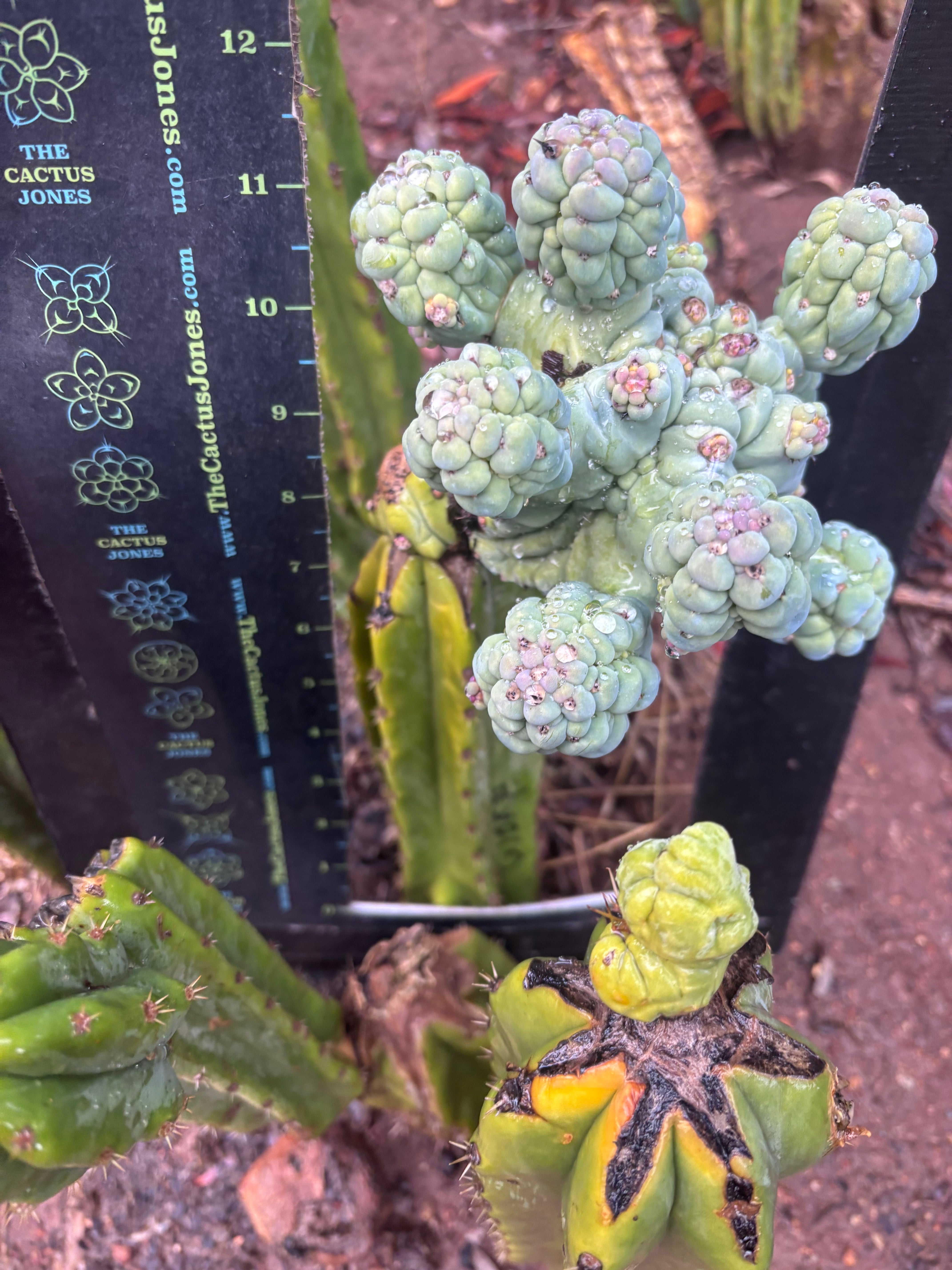 💎👑💎 Glorp — Another XL Pupsplosion Graft