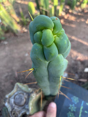 👑🌶️ Caballero — 9” Tip